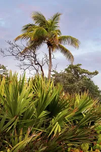 Beachfront Palm Trees Prints: Palm tree