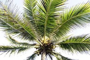 Palm Tree Print