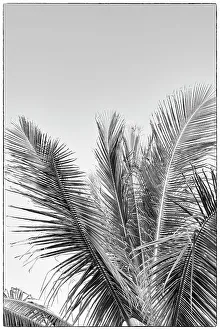 Palm Tree Print