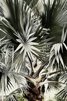 Palm Tree Print