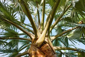 Palm Tree Print