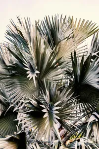 Palm Tree Print