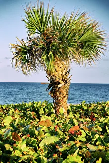 Palm Tree Ocean View Prints: Palm tree the ocean