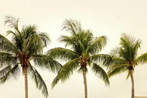 Palm Tree Silhouette Prints: Palm Trees