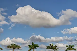 Cloud Formations In Nature Prints: Palm trees and clouds