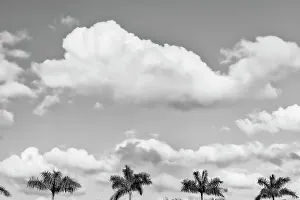Palm Tree Print with Clouds Skyline