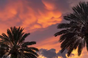 Palm Trees At Sunset Prints: Palm trees with dramatic sky