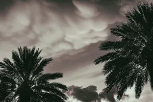 Palm Tree Print with Dramatic Sky