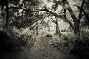 Botanical Garden Scenery Prints: Pathway in forest with trees