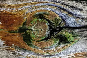 Nature's Artistry Prints: Pattern in wood