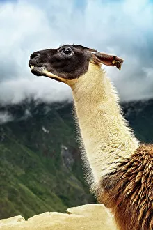South America Tourism Destination Prints: Peru, Alpaca