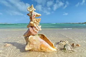 Tropical Beach Scenery Prints: Pile of sea shells