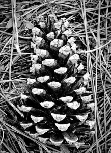 Pine Cone Print