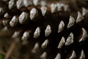Pine Cone Print