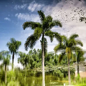Palm Tree Reflection Print