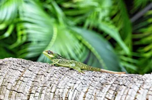 Reptile Print on Tree