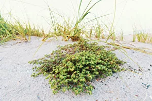 Atlantic Ocean Beach Scene Prints: Sand Dune at the beach