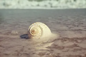 Beach Scene Prints: Sea foam and shell on beach