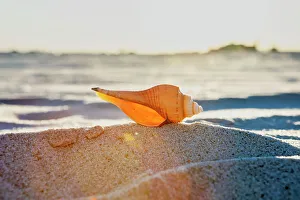 Seashell Print