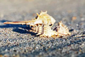 Seashell Print