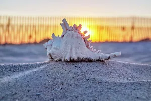 Seashell Print