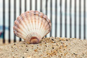Seashell Print on Beach