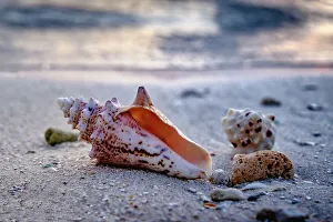 Seashells Print