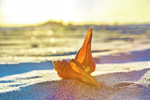 Beach Scene Prints: Seashells