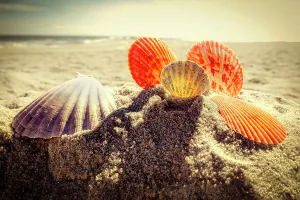 Seashells Beach Print