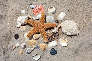 Seashell Beach Print
