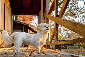 Shih Tzu Outdoor Fall Print