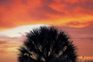 Palm Tree Silhouette Prints: Silhouette of palm tree against dramatic sky
