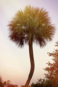 Tropical Plant Decoration Prints: Single Palm Tree