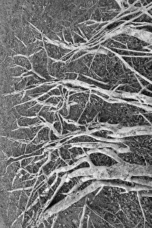 Banyan Tree Roots Prints: Sprawling roots on a banyan tree