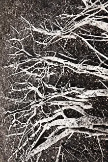 Banyan Tree Roots Print