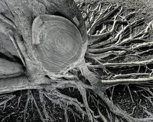 Banyan Tree Roots Print