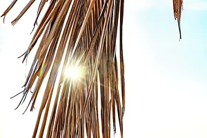 Palm Tree Leaf Prints: Sun peaking through palm tree leaf