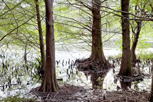 Nature Photography Backgrounds Prints: Swamp with trees