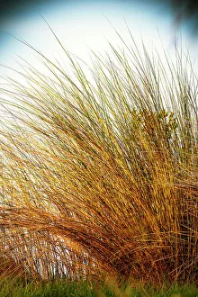 Tall Grass Print