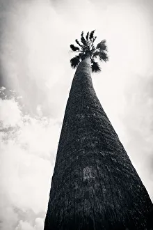 Tall Palm Tree Print