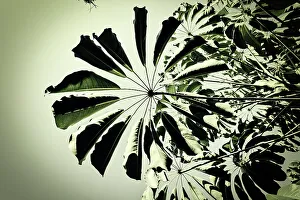 Tranquil Outdoor Landscapes Prints: Tree leaves