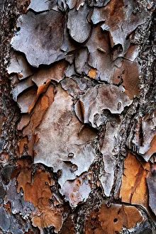 Tree Texture Print