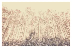 Abstract Art Photography Prints: Trees from a forest