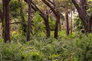 Lush Vegetation Prints: Trees and plants in forest