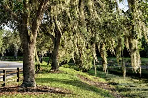 Spanish Moss Trees Prints: Trees with Spanish Moss
