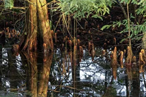 Framed Print : Trees in Swamp Print Framed Print : Trees in Swamp Print