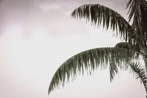 Palm Tree Silhouette Prints: Tropical palm tree and sky