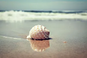 Beach Scene Prints: Waves and shell on beach