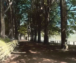 Aachen Lousberg Beech Tree Alley Print