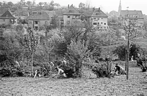 Frankfurt / Oder Mädchen bei der Feldarbeit Print 1948